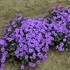 Phlox s. 'Eye Shadow' 