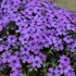 Phlox s. 'Eye Shadow' 