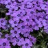 Phlox s. 'Eye Shadow' 