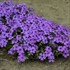 Phlox s. 'Eye Shadow' 