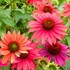 Echinacea Sombrero® Tres Amigos