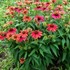 Echinacea Sombrero® Tres Amigos