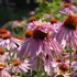 Echinacea p. 'Doubledecker'