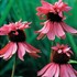 Echinacea p. 'Doubledecker'
