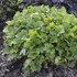 Heuchera 'Lemon Love' PPAF