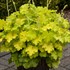 Heuchera 'Lemon Love' PPAF