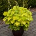 Heuchera 'Lemon Love' PPAF