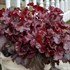Heuchera 'Cherry Truffles' DOLCE® series