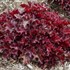 Heuchera 'Cherry Truffles' DOLCE® series