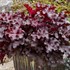 Heuchera 'Cherry Truffles' DOLCE® series