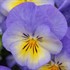 Viola Halo Sky Blue