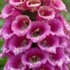 'Candy Mountain' Foxglove