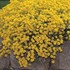 Perennial Alyssum 'Golden Spring'