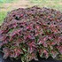 Coleus 'Main Street Fifth Avenue' 