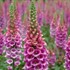 'Candy Mountain' Foxglove