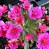 Lewisia l. 'Little Raspberry' 