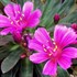 Lewisia l. 'Little Raspberry' 