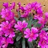 Lewisia l. 'Little Raspberry' 