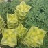 Crassula pagoda 'Variegata'