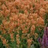 Agastache POQUITO Orange