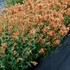 Agastache POQUITO Orange