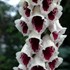'Pam's Choice' Foxglove