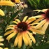Fiery Meadow Mama Coneflower