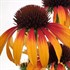 Fiery Meadow Mama Coneflower