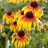 Fiery Meadow Mama Coneflower