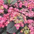 TUFF STUFF™ Red Hydrangea - Mountain