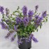 Agastache Sunrise 'Blue'