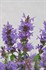 Agastache Sunrise 'Blue'