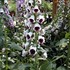 'Pam's Choice' Foxglove