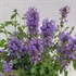 Agastache Sunrise 'Blue'