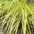 Carex o. 'Everillo' PP21002