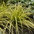 Carex o. 'Everillo' PP21002