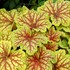 Heuchera ‘Red Lightning’