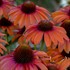'Orange You Awesome' Coneflower