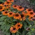 'Orange You Awesome' Coneflower