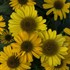 'Yellow My Darling' Coneflower