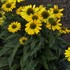 'Yellow My Darling' Coneflower