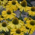 'Yellow My Darling' Coneflower