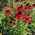Echinacea Butterfly Postman