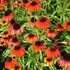 Echinacea Butterfly Postman