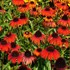 Echinacea Butterfly Postman