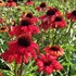 Echinacea Butterfly Postman
