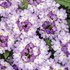 Superbena Sparkling® Amethyst  Verbena hybrid