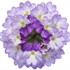 Superbena Sparkling® Amethyst  Verbena hybrid