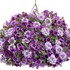 Superbena Sparkling® Amethyst  Verbena hybrid