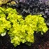 Heuchera ‘Lemon Supreme’